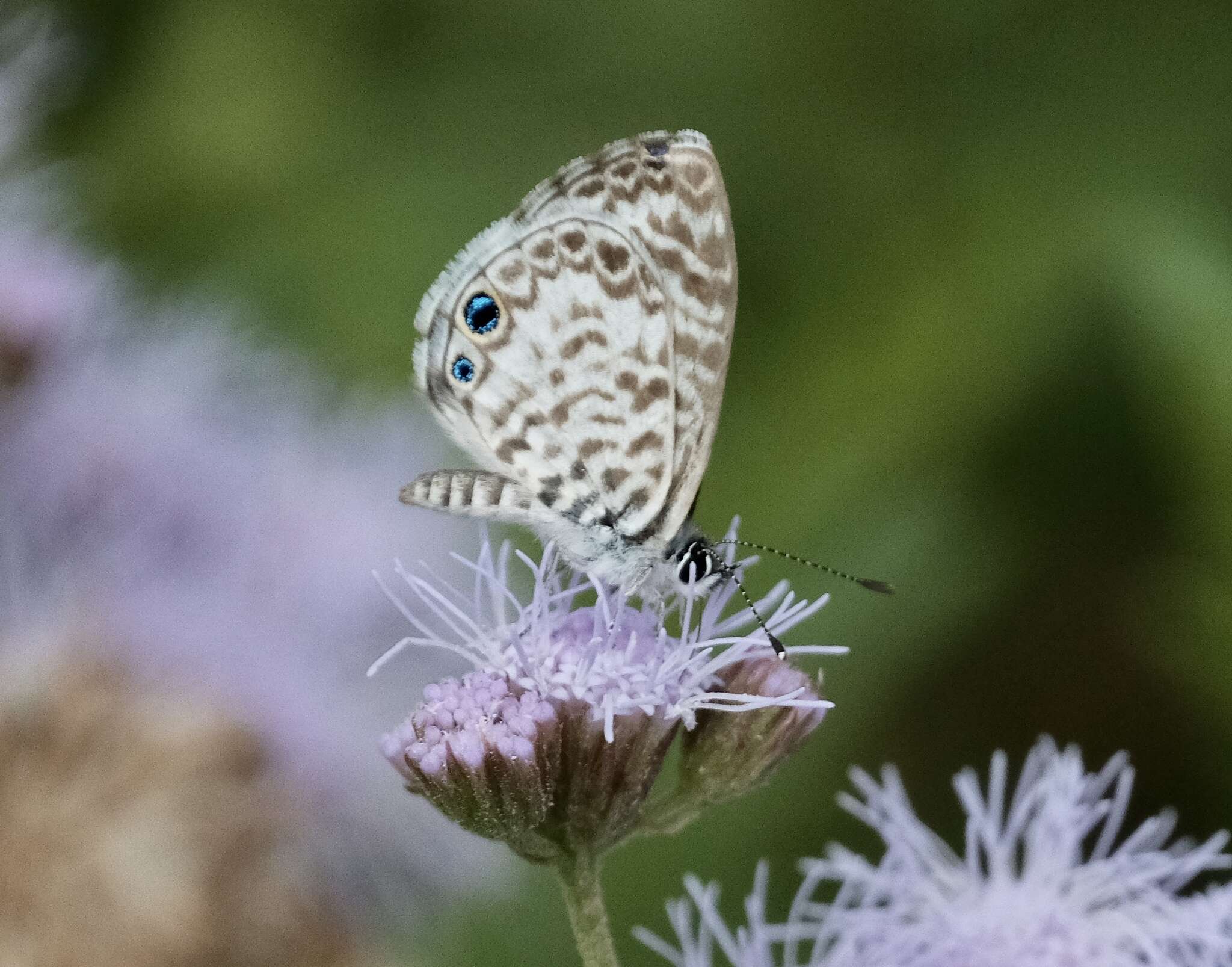 صورة Leptotes cassius (Cramer (1775))