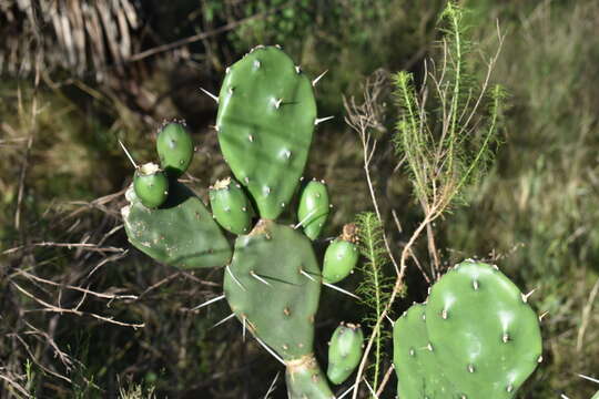 Opuntia rioplatense resmi