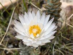 Plancia ëd Syncarpha variegata (Berg.) B. Nord.