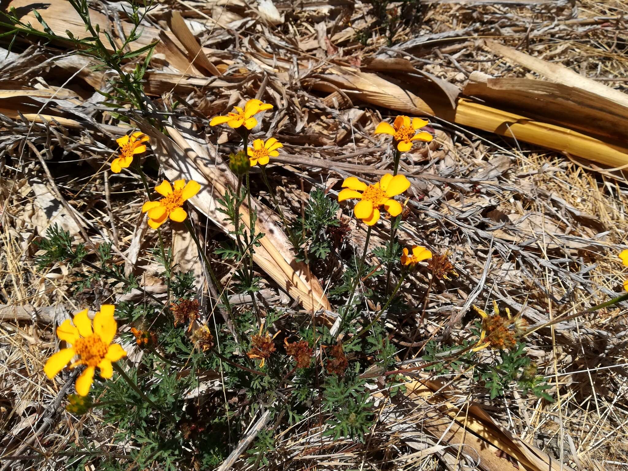 Image of Dyssodia decipiens (Bartl.) M. C. Johnston