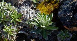 Image of Celmisia angustifolia Cockayne