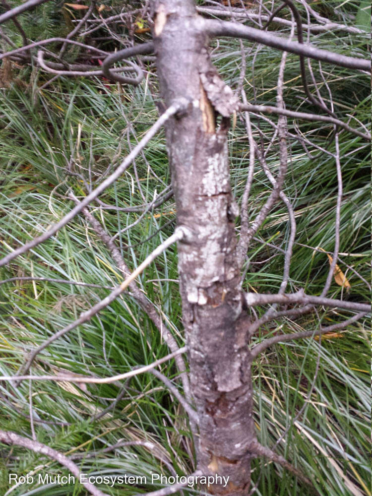 Image of White-pine blister rust