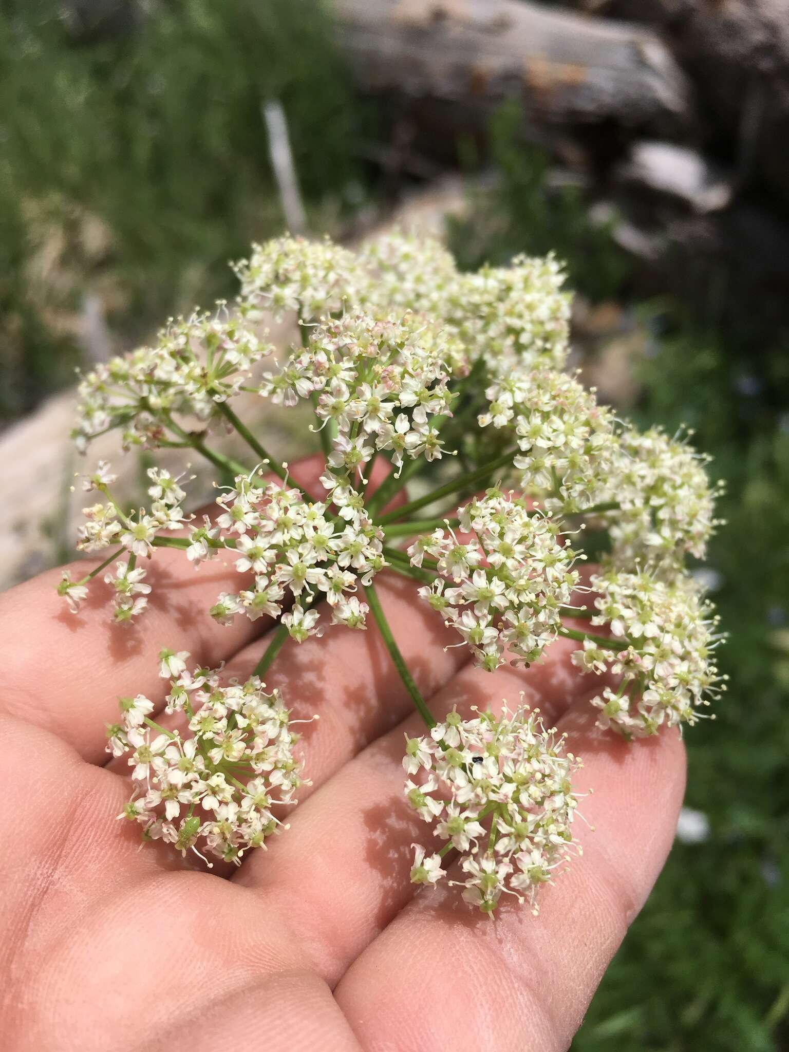 Ligusticum porteri Coult. & N. E. Rose resmi