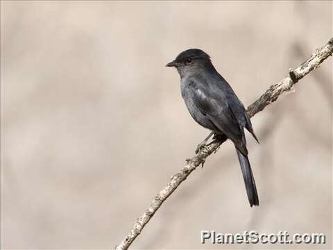 Plancia ëd Melaenornis edolioides (Swainson 1837)