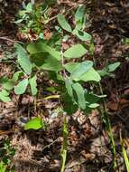 Image of Hairy-Twig Huckleberry