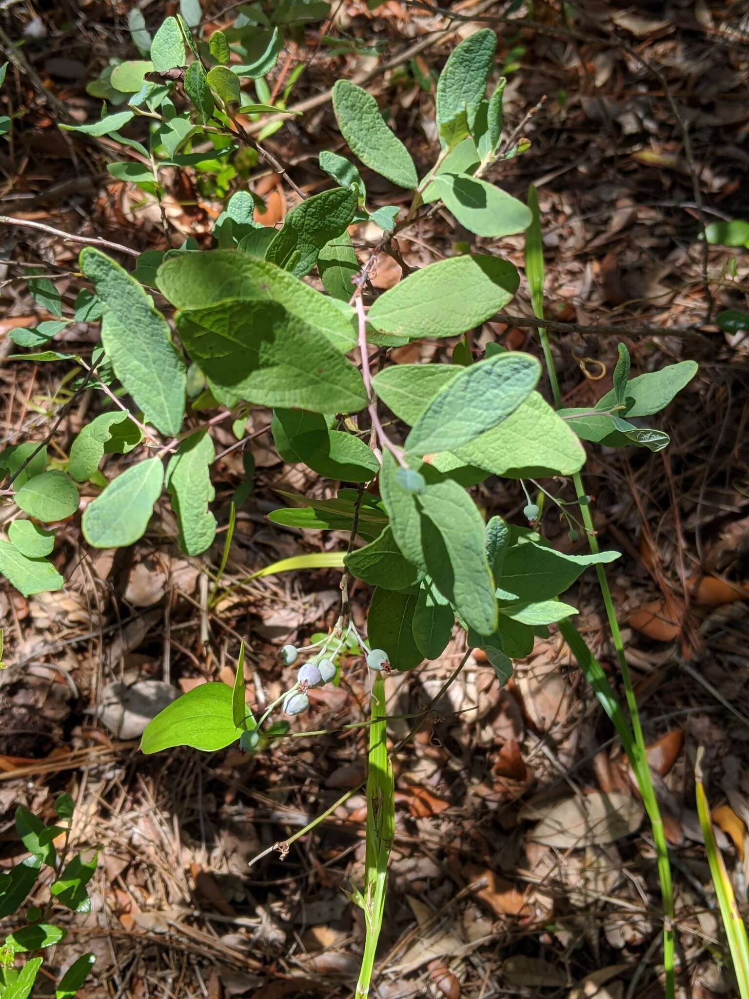 Image of Hairy-Twig Huckleberry