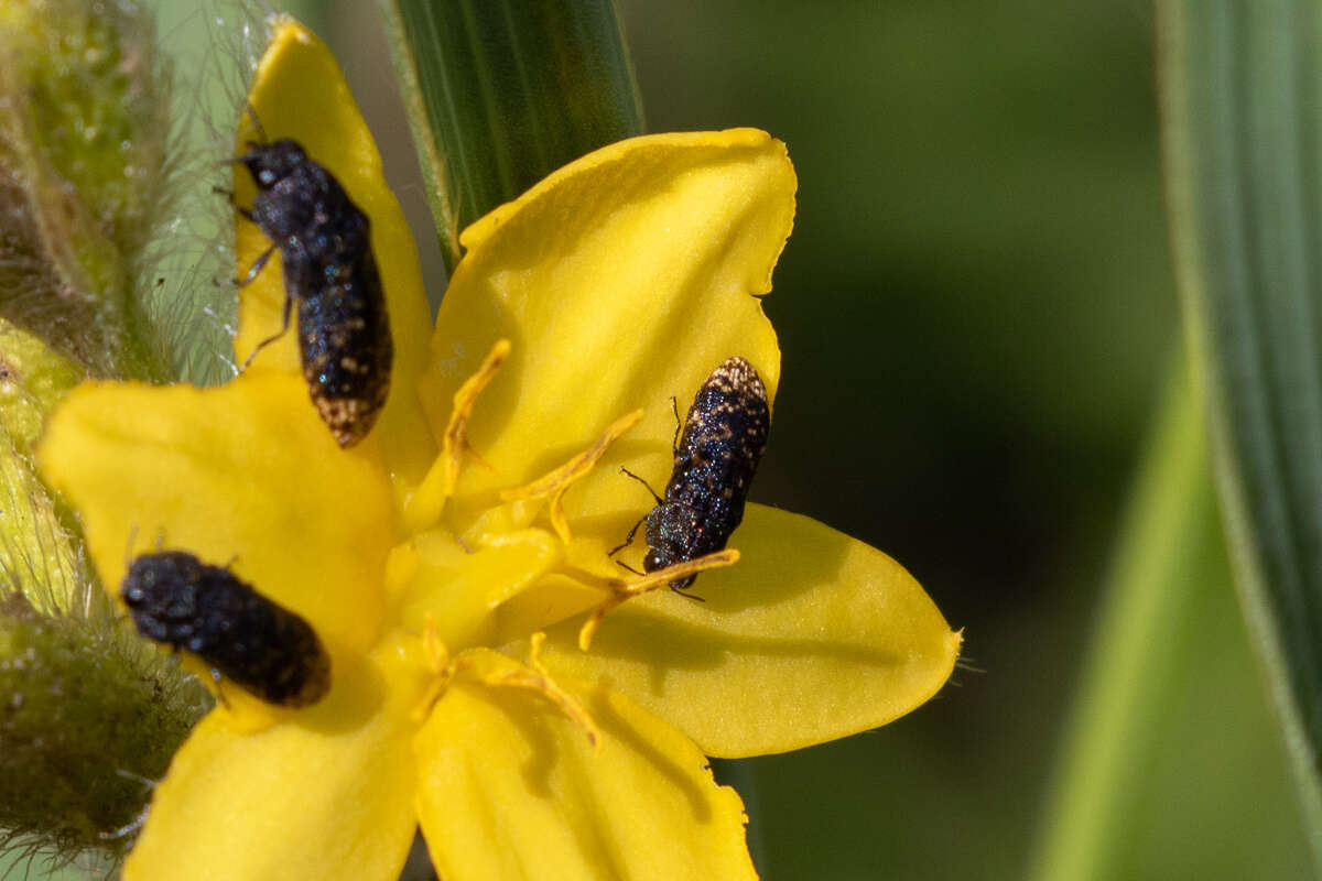 Image of Acmaeodera ruficaudis (De Geer 1778)