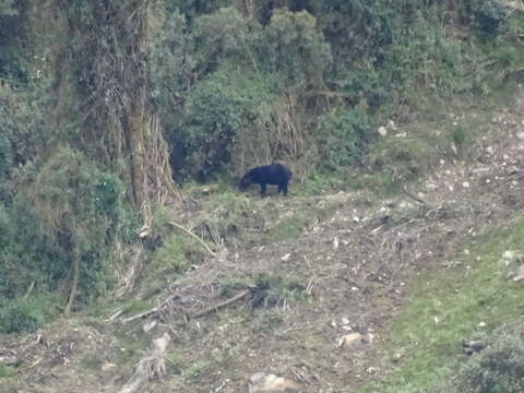 Image of Andean Tapir