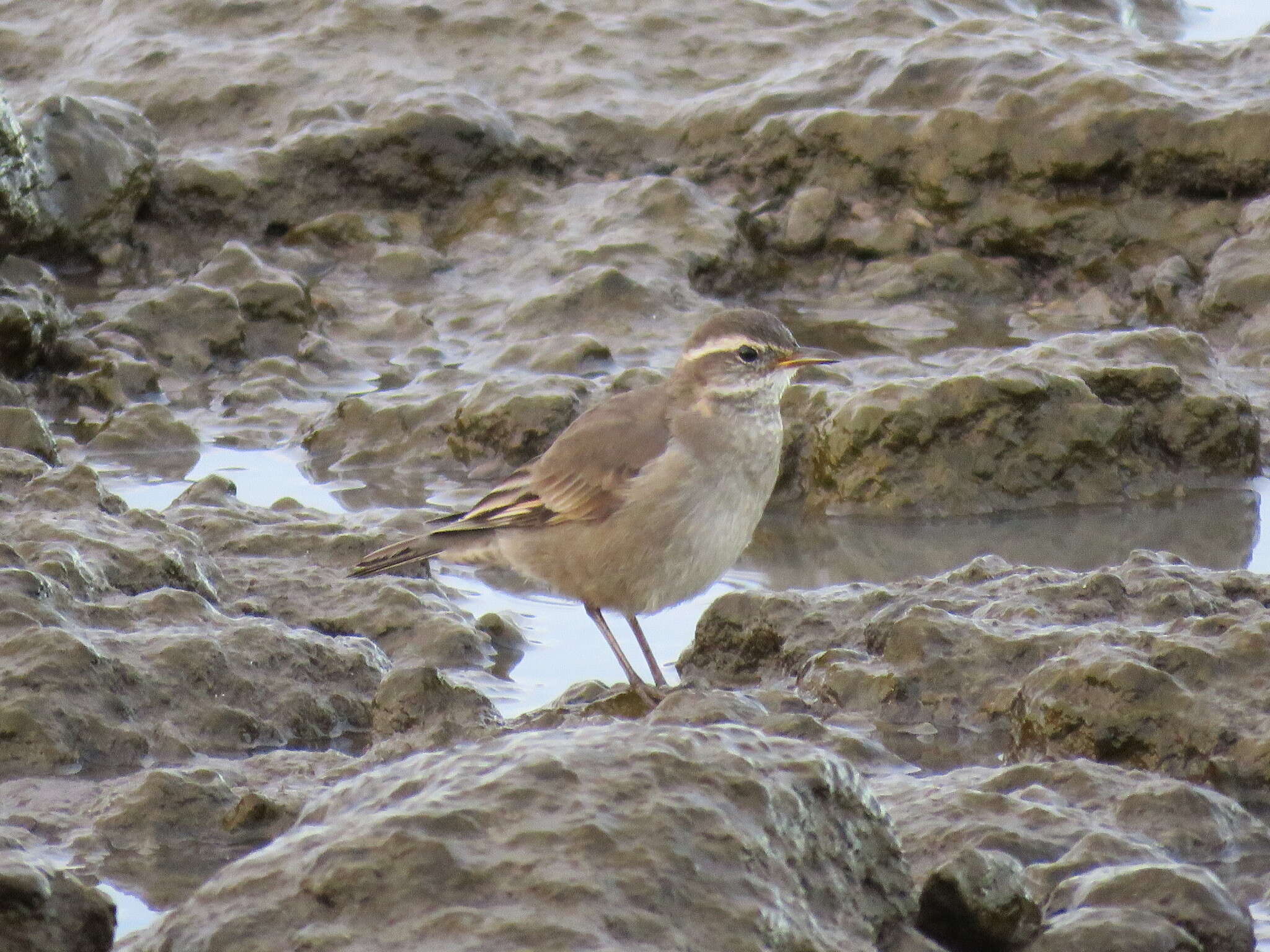 Image of Bar-winged cinclodes