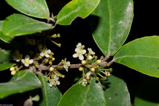 Image de Ilex dugesii Fern.