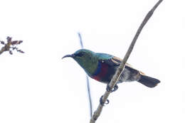 Image of Neergaard's Sunbird