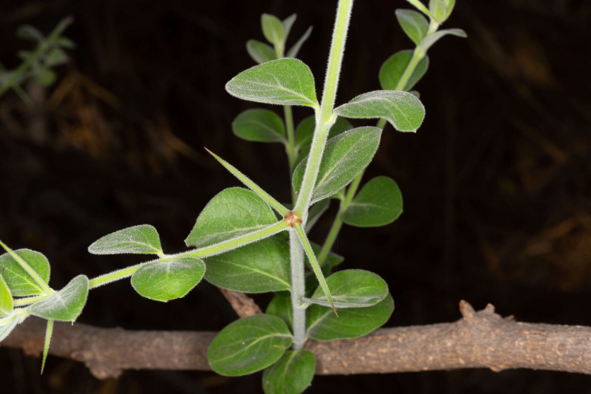 Image de Carissa spinarum L.