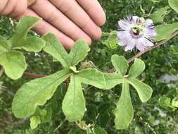 Image of desert passionflower