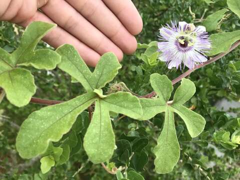 Passiflora arida (Mast. & Rose) Killip的圖片