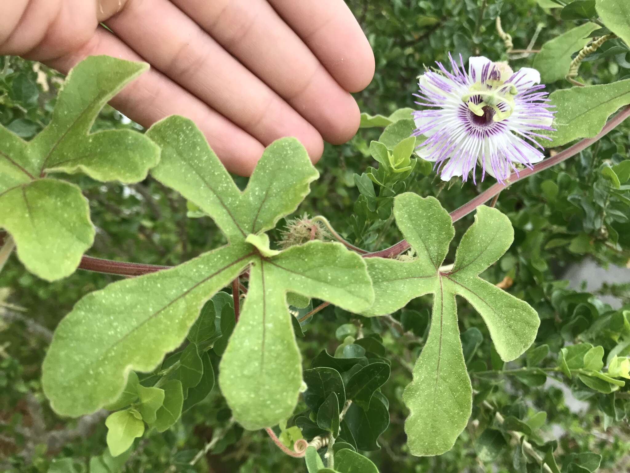 Image de Passiflora arida (Mast. & Rose) Killip