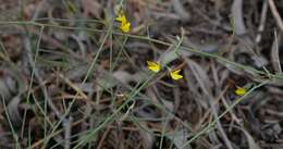 Image of Lebeckia contaminata (L.) Thunb.