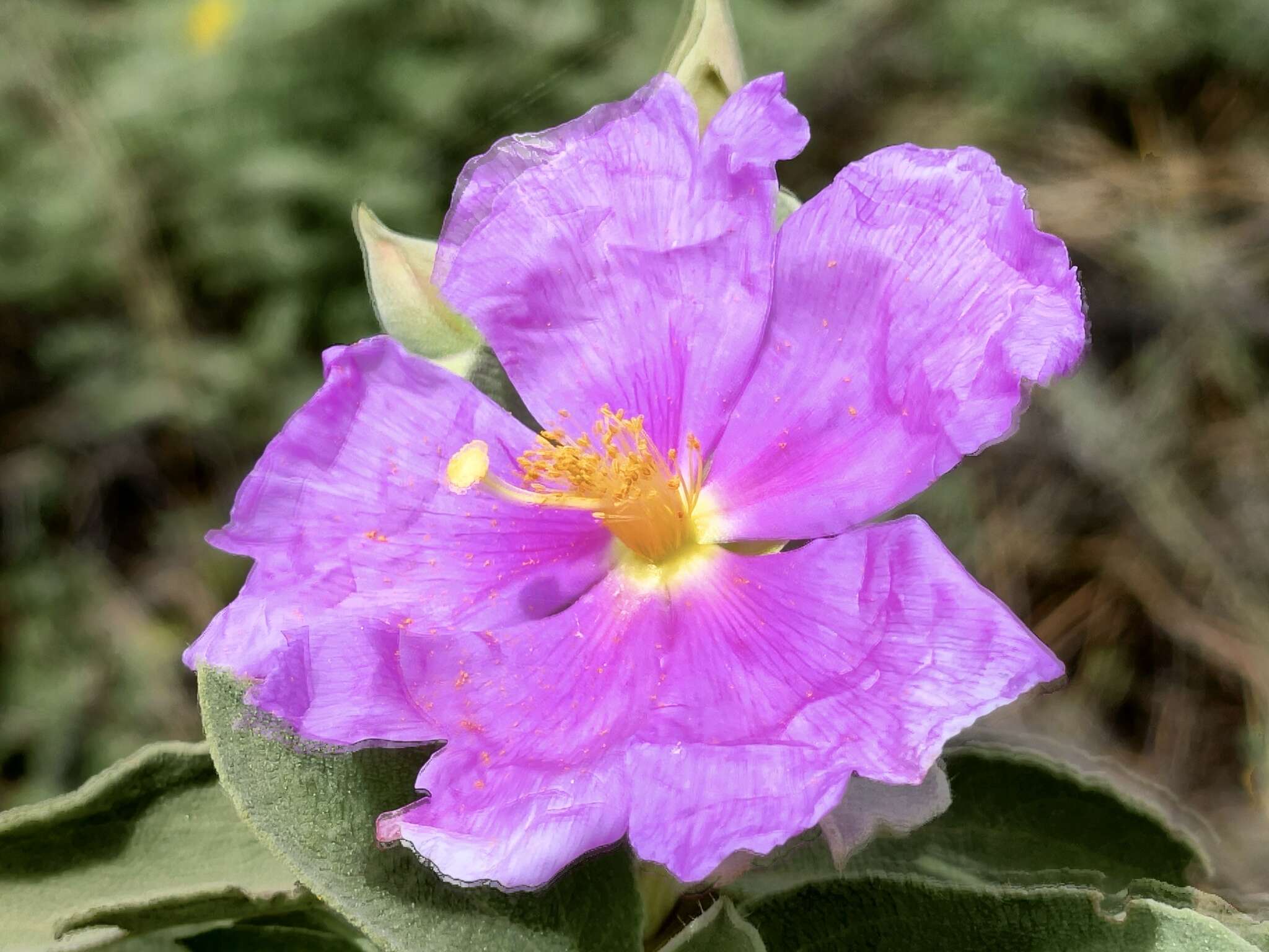 Image of Cistus ocreatus C. Sm. ex Buch.