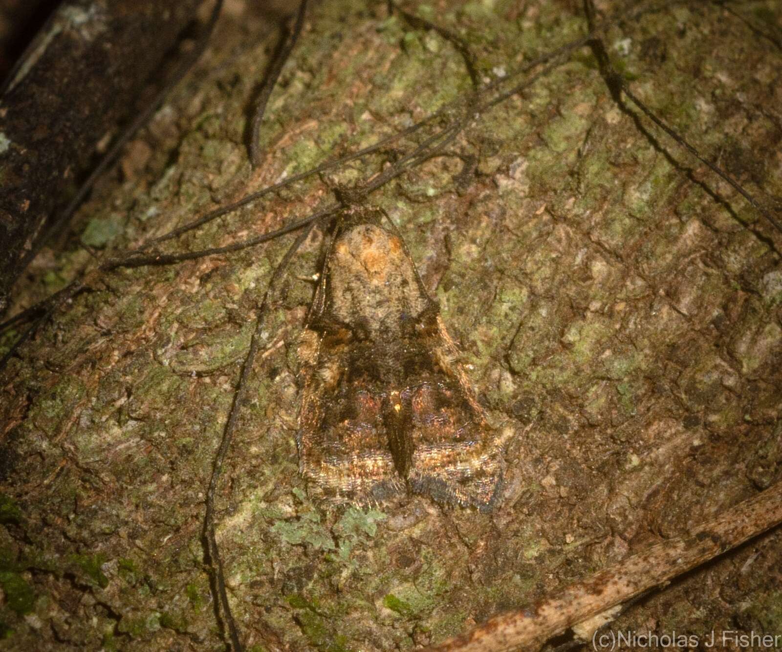 Image of Polylopha phaeolopha Turner 1925