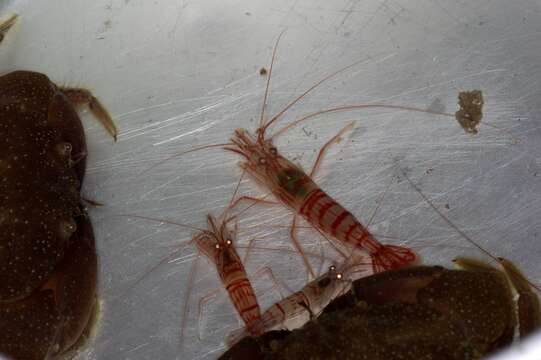 Image of Carribbean cleaner shrimp