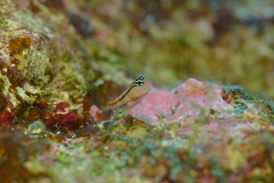 Image of Blackstriped combtooth blenny