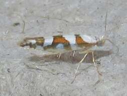 Image de Argyresthia calliphanes Meyrick 1913