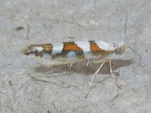 Image de Argyresthia calliphanes Meyrick 1913