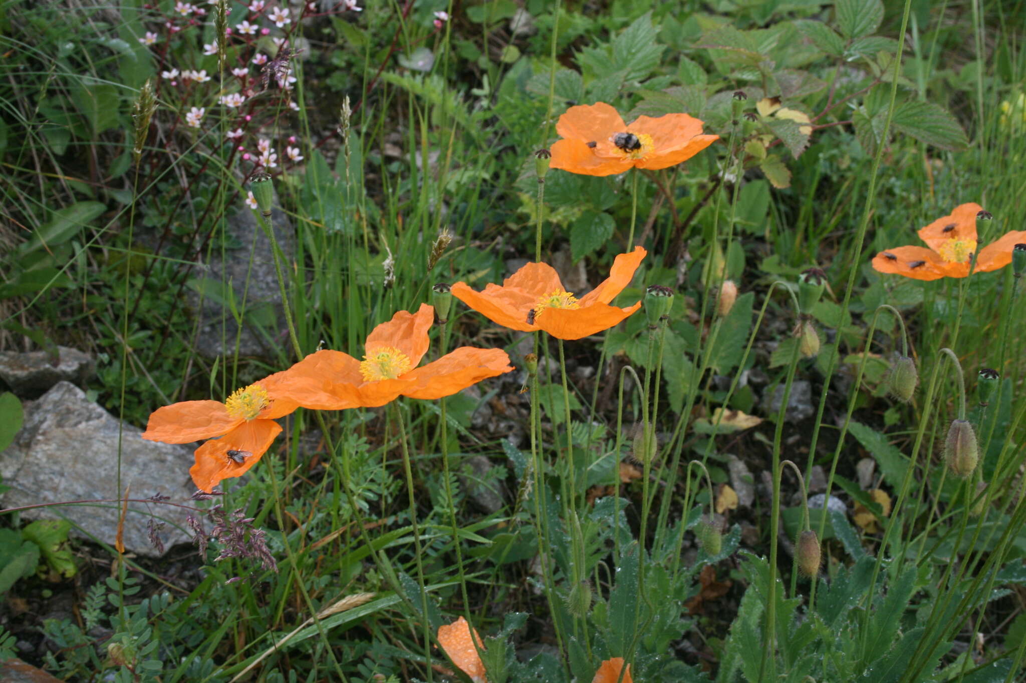 Sivun Papaver lisae N. Busch kuva