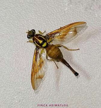 Image of Fruit fly