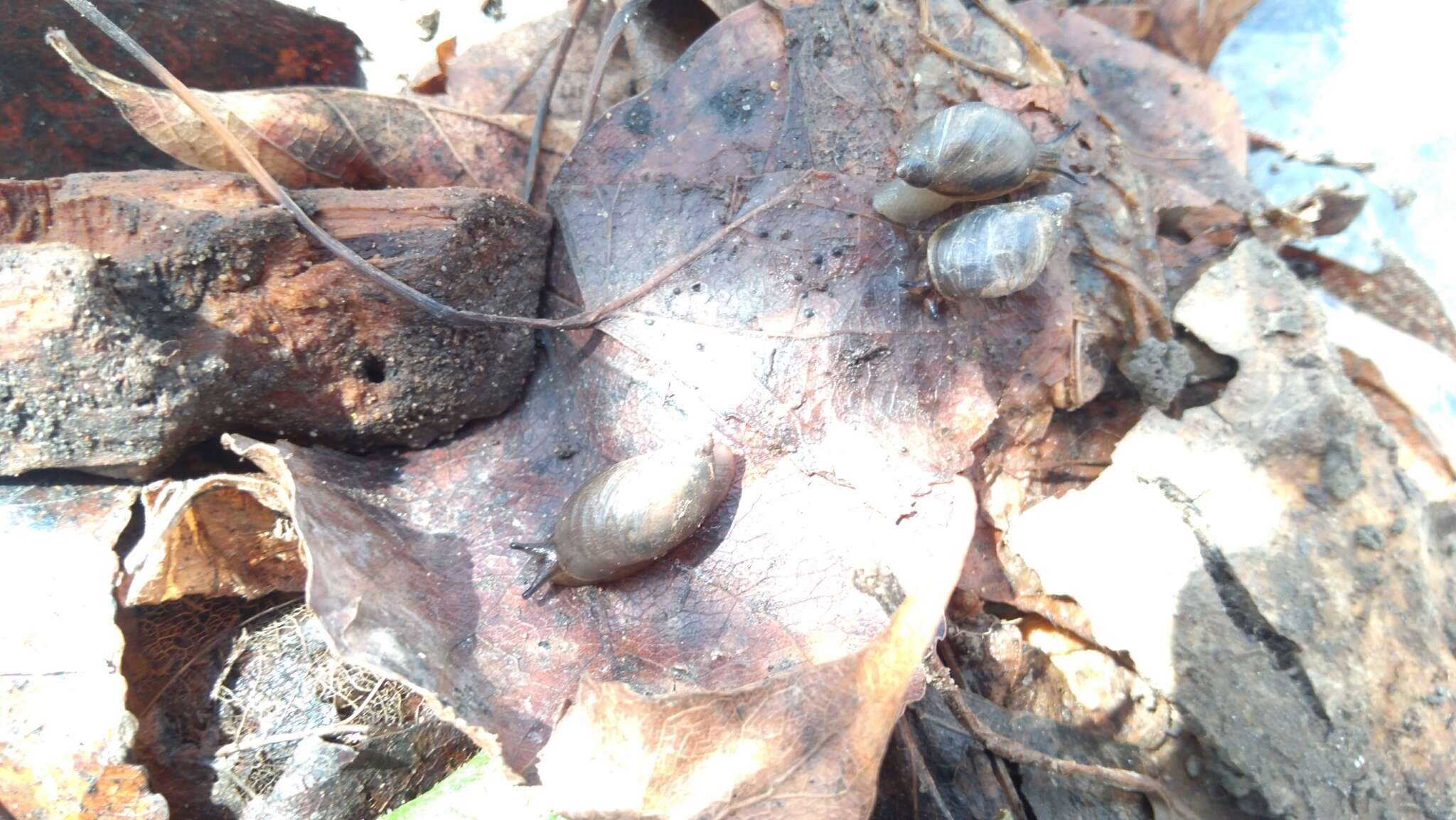 Image of amber snail