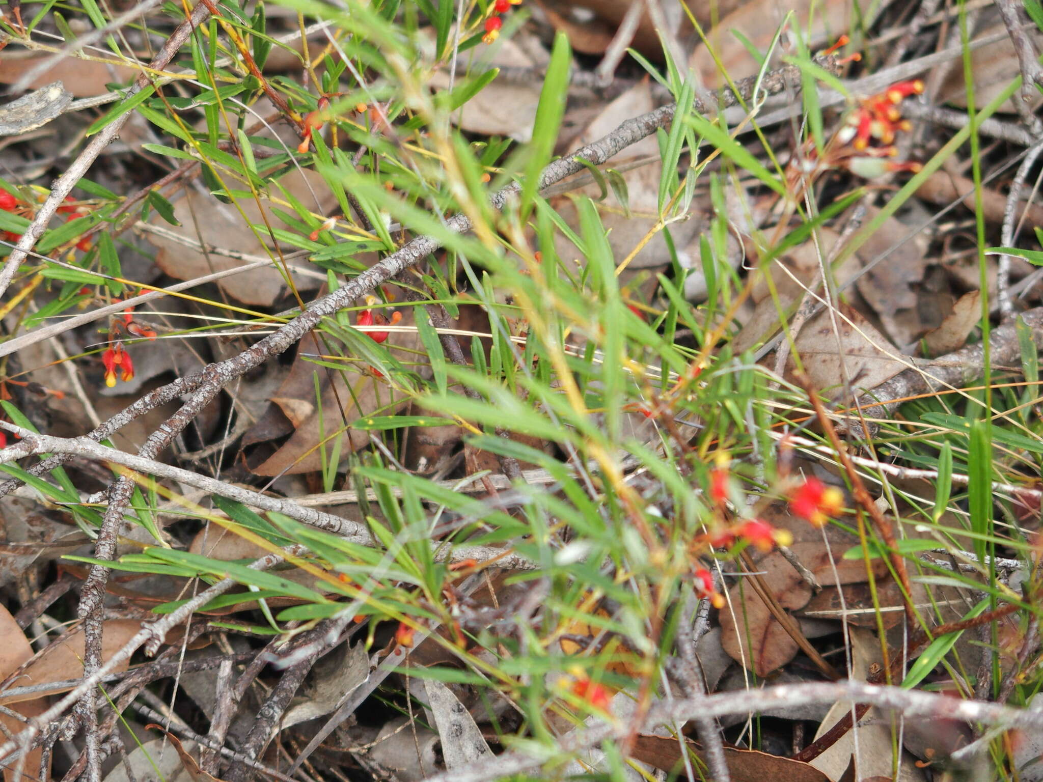 Image of Grevillea depauperata R. Br.