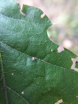 Image of Polystepha globosa (Felt 1909)