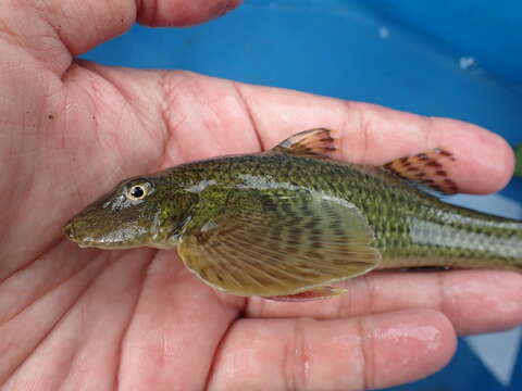 Image of loach gobies