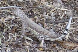 Image of Callisaurus draconoides ventralis (Hallowell 1852)