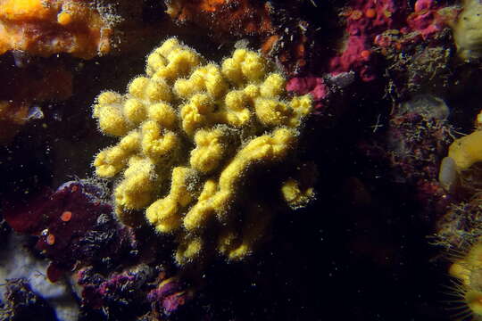 Image of crumpled duster sponge