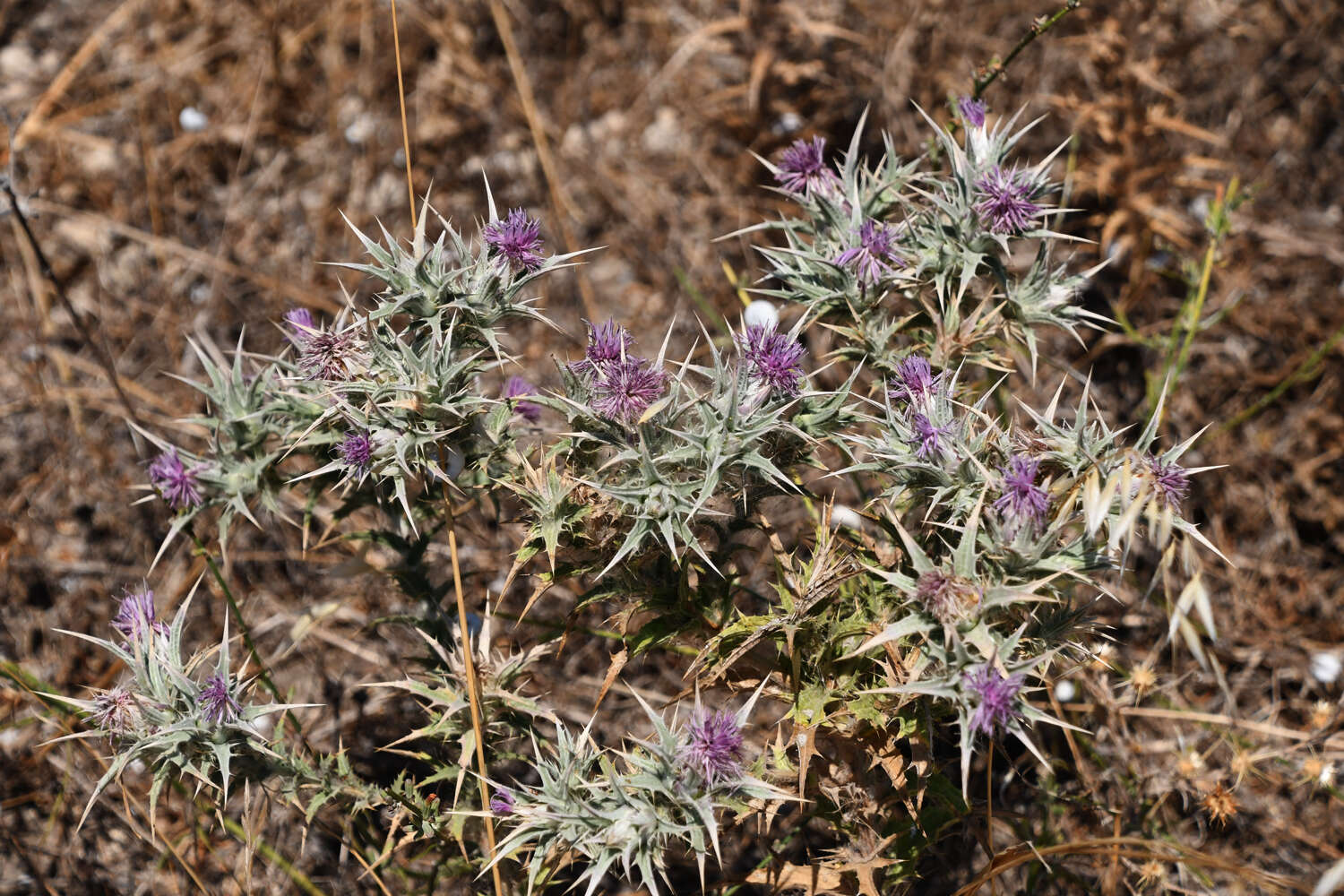 Image of Red Toothed Star-thistle