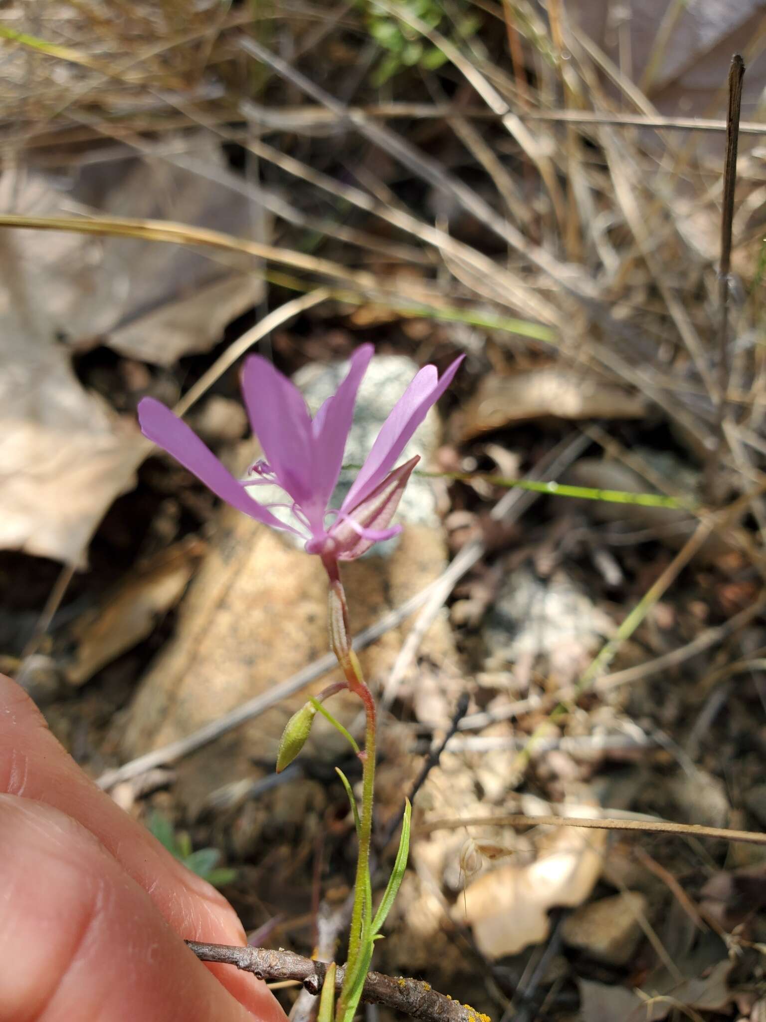 Plancia ëd Clarkia biloba subsp. australis F. H. Lewis & M. E. Lewis