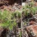 Stylidium eglandulosum F. Müll. resmi