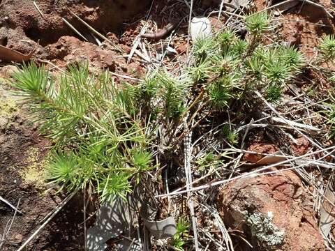 Image de Stylidium eglandulosum F. Müll.