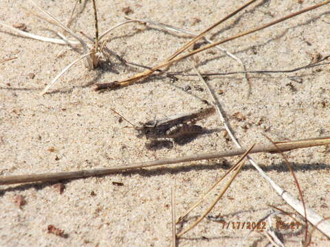 Image of Trimerotropis huroniana Walker & E. M. 1902