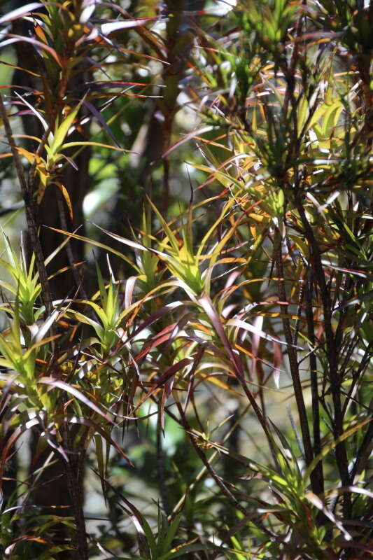 Image de Dracophyllum sinclairii Cheeseman