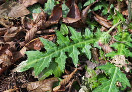 Plancia ëd Cirsium tashiroi Kitam.