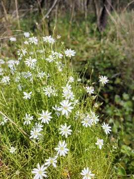 Imagem de Stellaria angustifolia Hook.