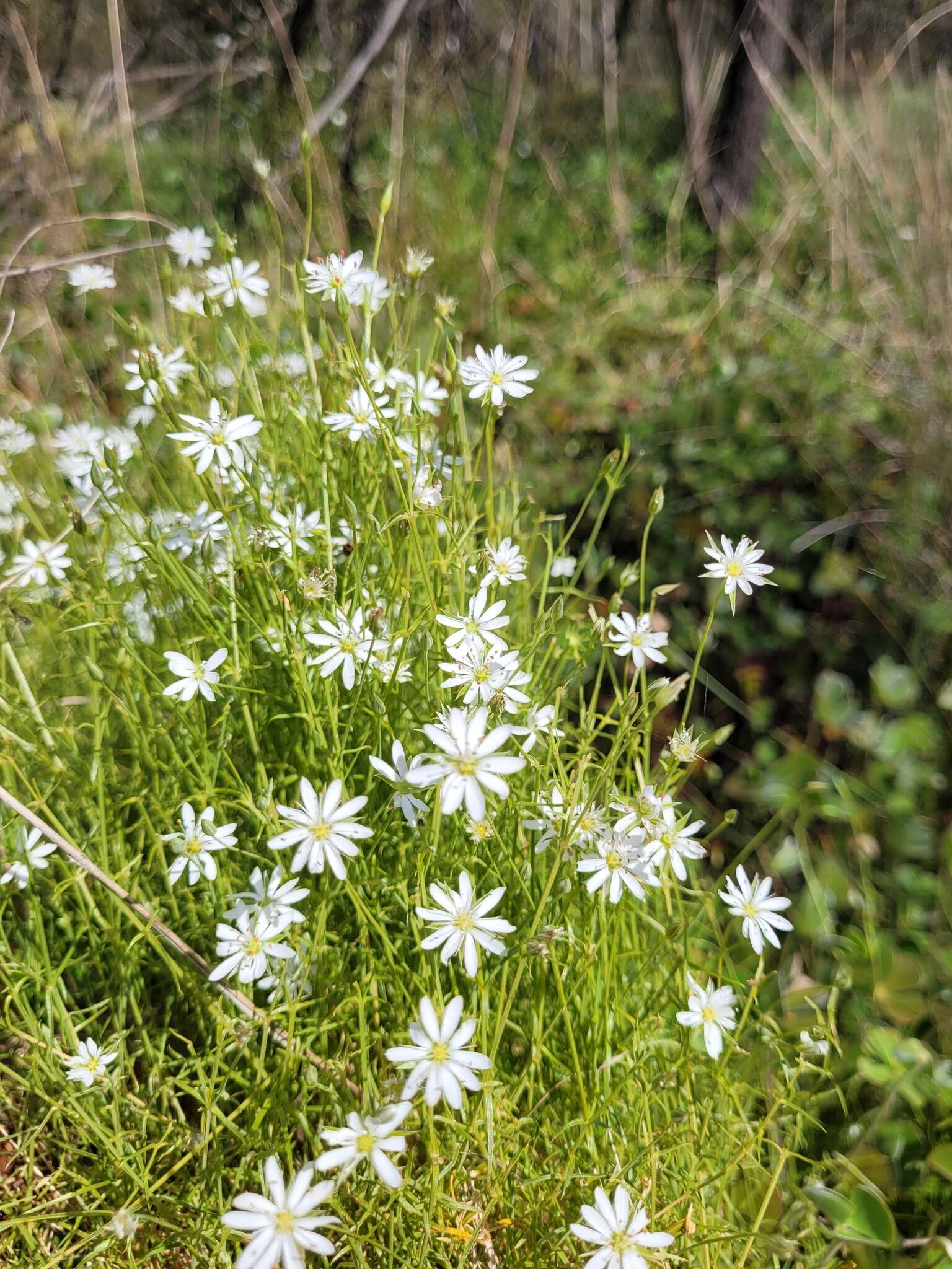 Image of Stellaria angustifolia Hook.