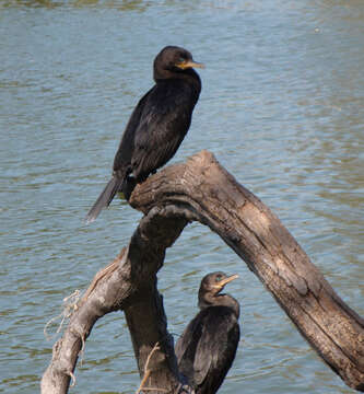 Image of Neotropic Cormorant