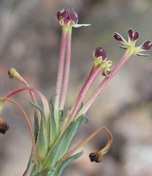 Image of Zaluzianskya capensis (L.) Walp.