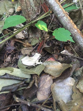 Image of Baudin's Treefrog