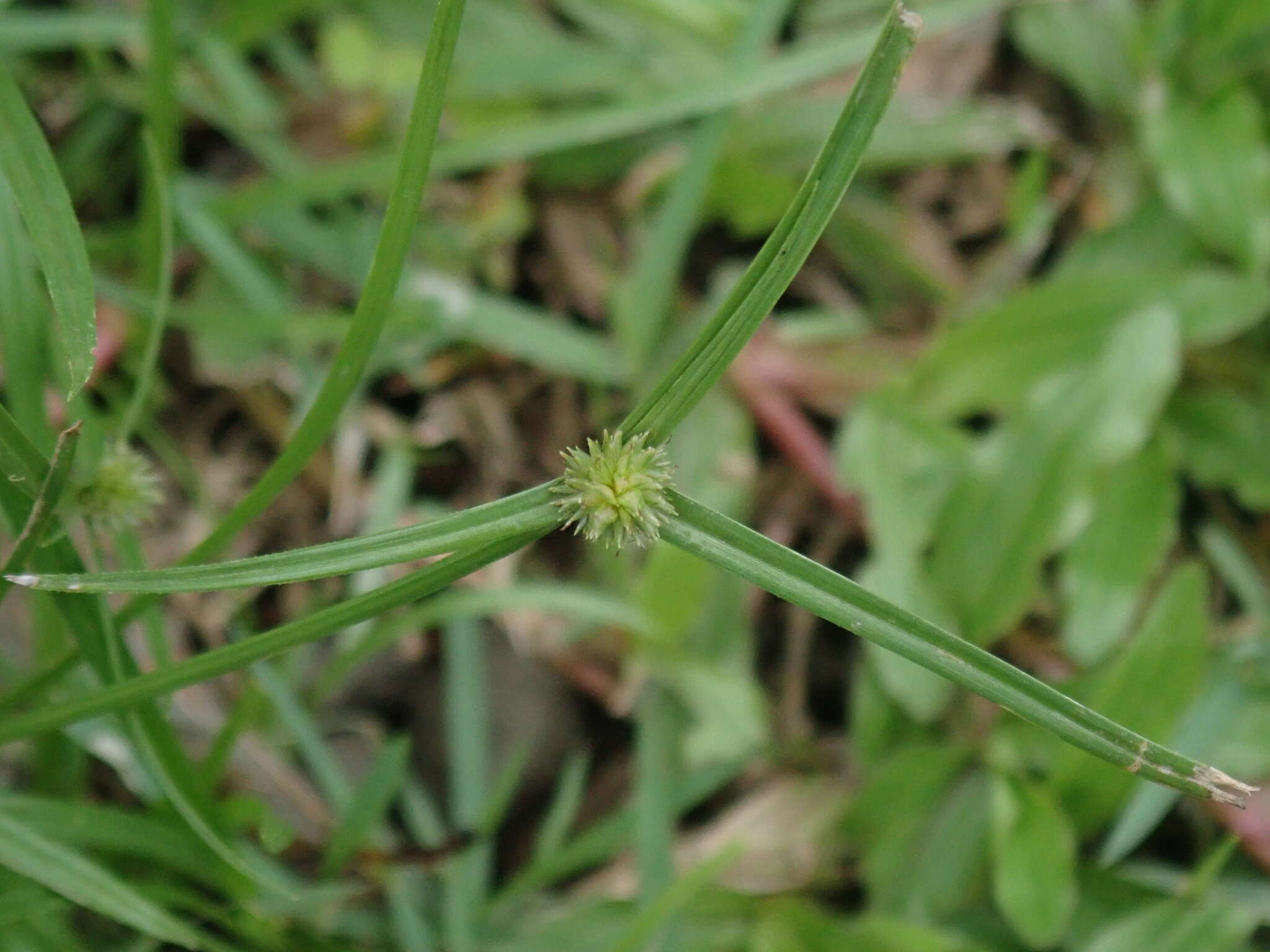 Слика од Cyperus brevifolius (Rottb.) Hassk.