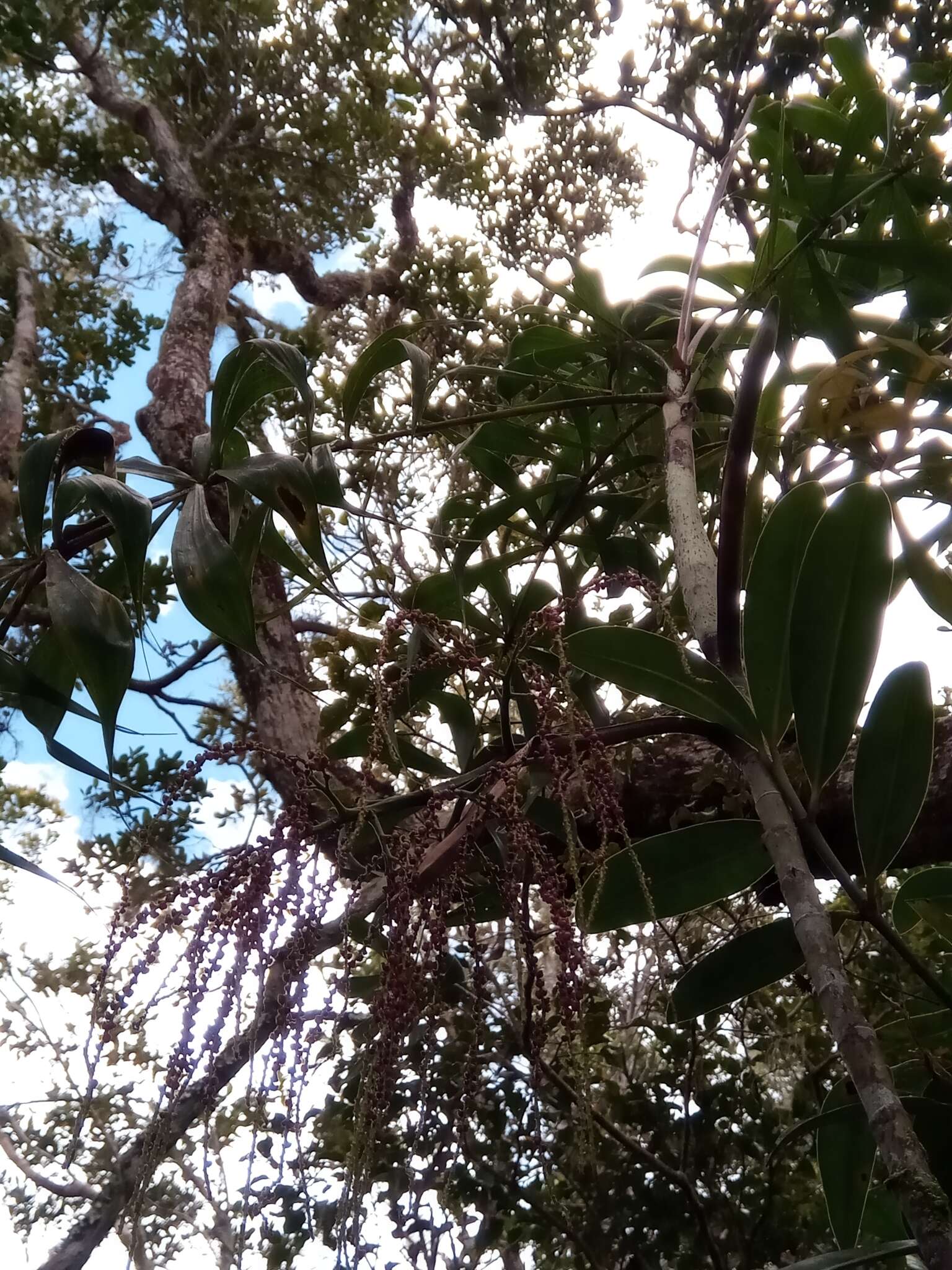 Sivun Dypsis nodifera Mart. kuva