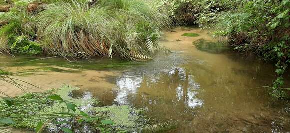 Image de Esox aquitanicus Denys, Dettai, Persat, Hautecoeur & Keith 2014