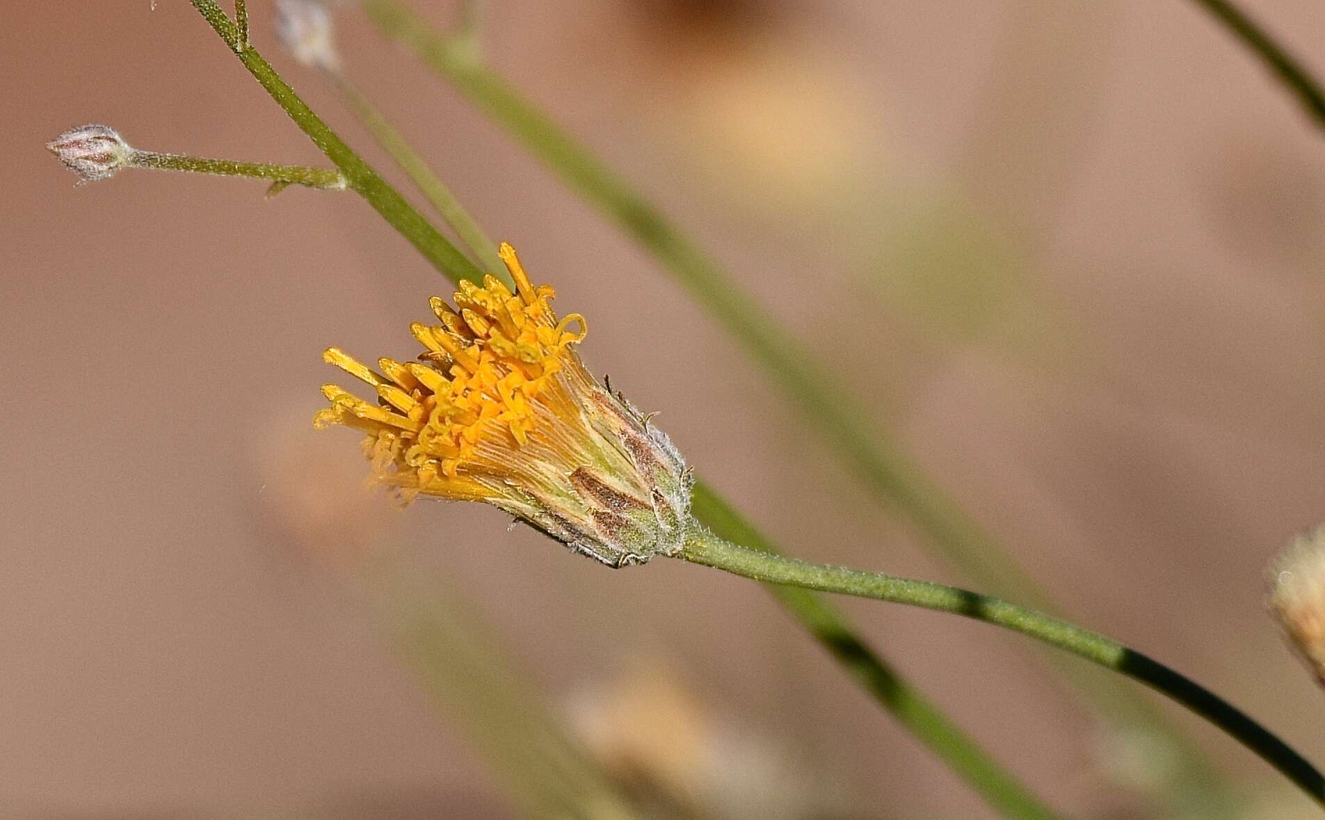 Image de Bebbia juncea var. aspera Greene